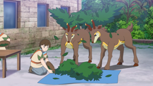 LH084 - Haydaim d'un Dresseur.png