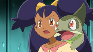 NB067 - Coupenotte d'Iris.png