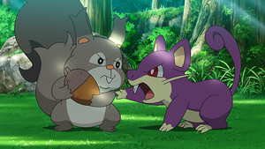 LV137 - Rongourmand et Rattata.png