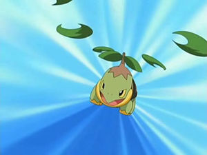 Tortipouss Tranch'Herbe.jpg