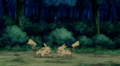 ◄ ► Zorua (sauvage) (transformé en Pikachu)
