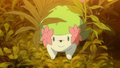 Shaymin (sauvage)