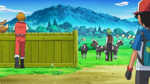 NB102 - Zébibron.png