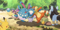 Marill et Azumarill (sauvages)