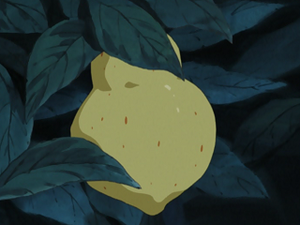 Baie Sitrus animé.png