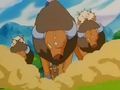 Tauros (sauvages)