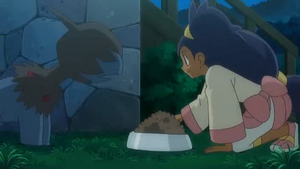 NB140 - Solochi d'un Dresseur (Flash-back).png