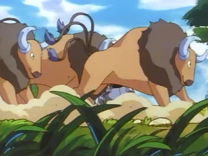 Tauros3.png
