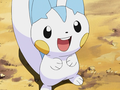 Pachirisu (d'Aurore)