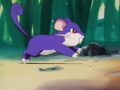 Rattata (sauvages)