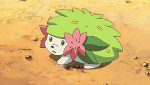 DP168 - Shaymin (Flash-back).png