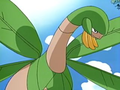 Tropius (sauvage)