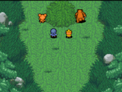 Teddiursa et Ursaring se dirigent vers la Source Lumineuse en évitant le piège.