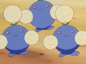 Cotovol de Tammy.png